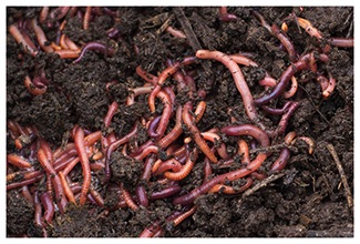 Composting worms can process their own weight in solids each day
